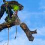 arborist