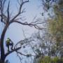 arborist