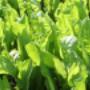 crops 1