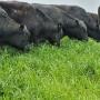 farm 2