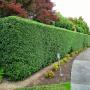 Hedge trimming
