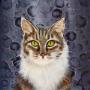 Kat the Maine Coon