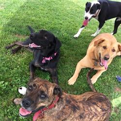 Snuggle Inn Boarding Kennels