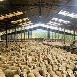 Jeff Farm