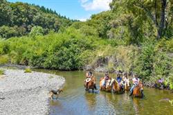 Korohe Horse Treks in Turangi Taupo district
