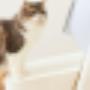Catlink Automatic Self-Cleaning Litter Box