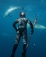 Underwater spearfisher watches dolphins swimming