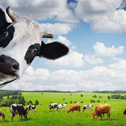 Rakaia Dairy Services