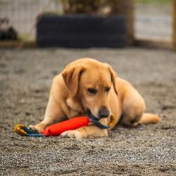 New River Kennels