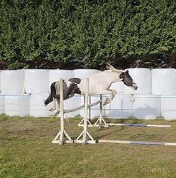 The Coasters Stud