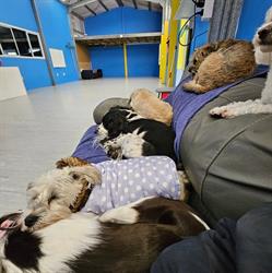 Two Brown Dogs Doggy Daycare