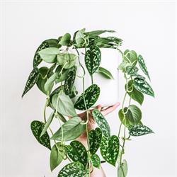 Juniper Art + Home
