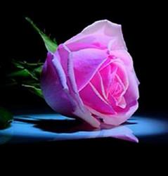 Beauty & Elegance