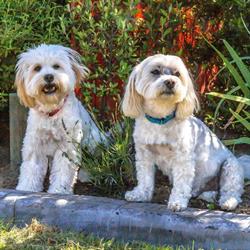 Julie's Dog Grooming Taumarunui