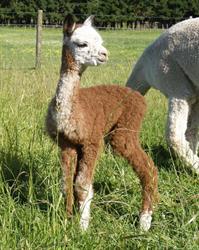 McKenzie Fields Alpacas