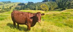 Fern Creek NZ