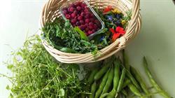 Noka Harvest