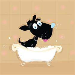 Doggy Do Dog Grooming Paihia