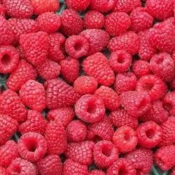 BerryFields