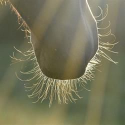 Long Acres Stud