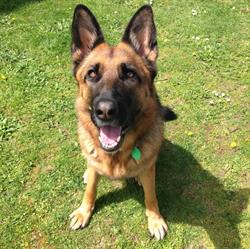 Top Dog Direct