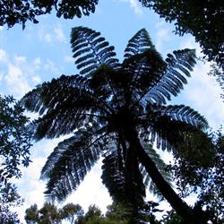 Blue Mountains Residents' Association