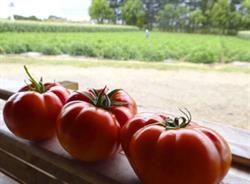 Young's Tomatoes