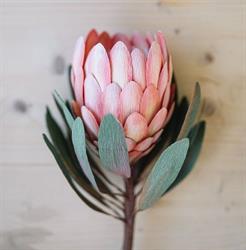 Protea Beauty by Janine