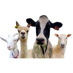 Lisa Whitfield - Farm Vet Services