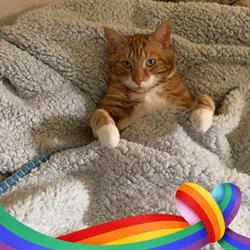 HelensBrook Cattery