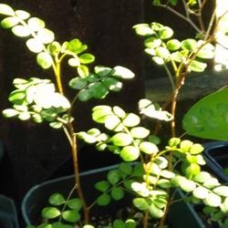 Wairoa Community Ngahere Nursery