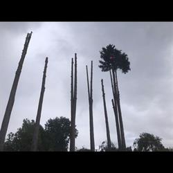 Turangi Tree Fellas