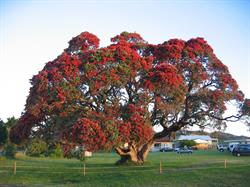 Tuparehuia Marae - Whakaturia Block
