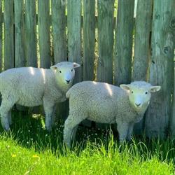 Dunrobin Valley Farmstay