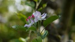 Ration Creek Orchard