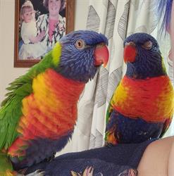 Daves Pet Supplies