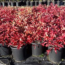 Hofmans Nursery
