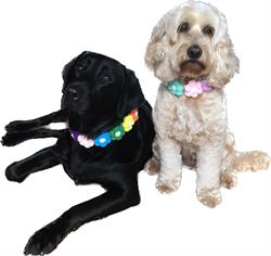 Pawfect Studio Howick