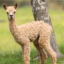 Wild Wool Gallery