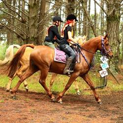 Yza Performance Horses