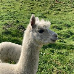 Sunrise Alpacas Oamaru