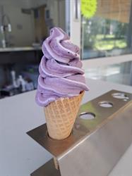 Kauri Cones