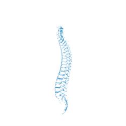 Harcombe Osteopathy