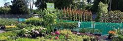 Cottle Hill Nursery