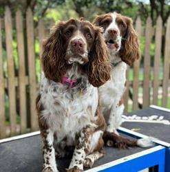 Stoney Peak Pet Lodge