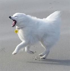 Otago Canine Services