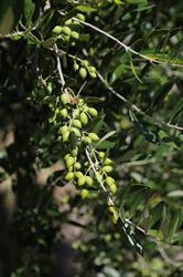 Esk Valley Olives and Oils New Zealand