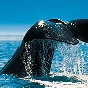 TravelLink NZ