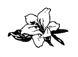 Tauranga Cake Decorators Guild