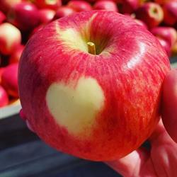 Heywood Orchards